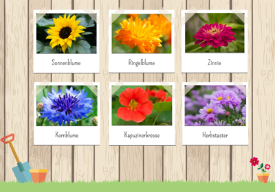 Blumen säen im Mai: der Aussaatkalender für Späteinsteiger