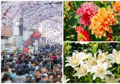 Hanakotoba – die Blumensprache Japans