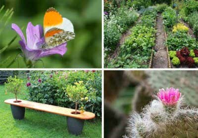 Gartenblogs Top 8: Inspiration, Gestaltung und Tipps & Tricks