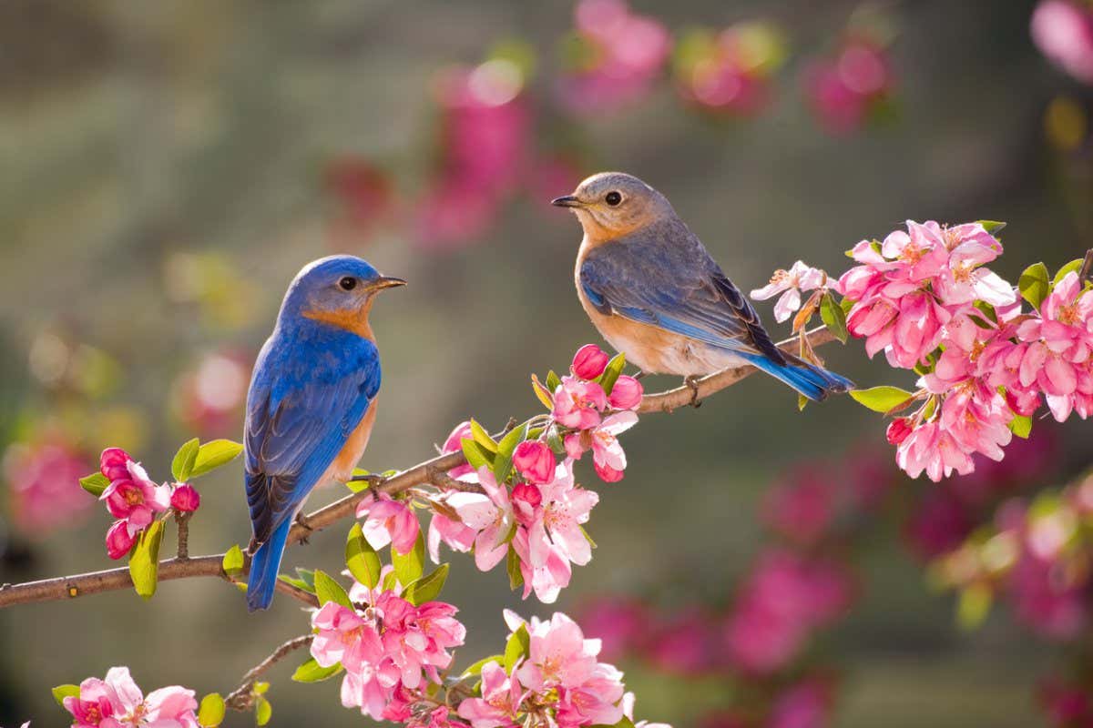 Vogel Anlocken So Gestalten Sie Ihren Garten Vogelfreundlich