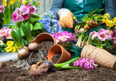 Blumenbeet im Frühling: Mit diesen Pflanzen wird Ihr Garten ein Hingucker