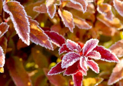 Blumenbeet winterhart anlegen: Mit 14 Tipps zum winterfesten Gartenbeet